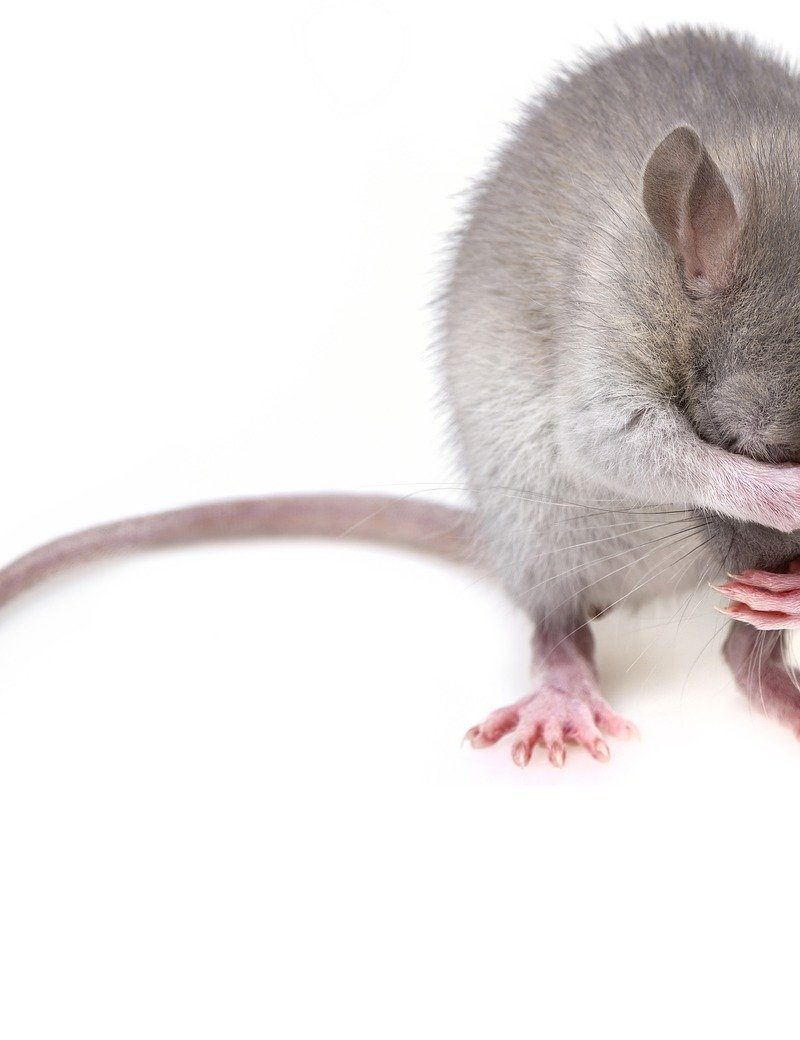 Szczury w domu, czy są niebezpieczne dla zdrowia?