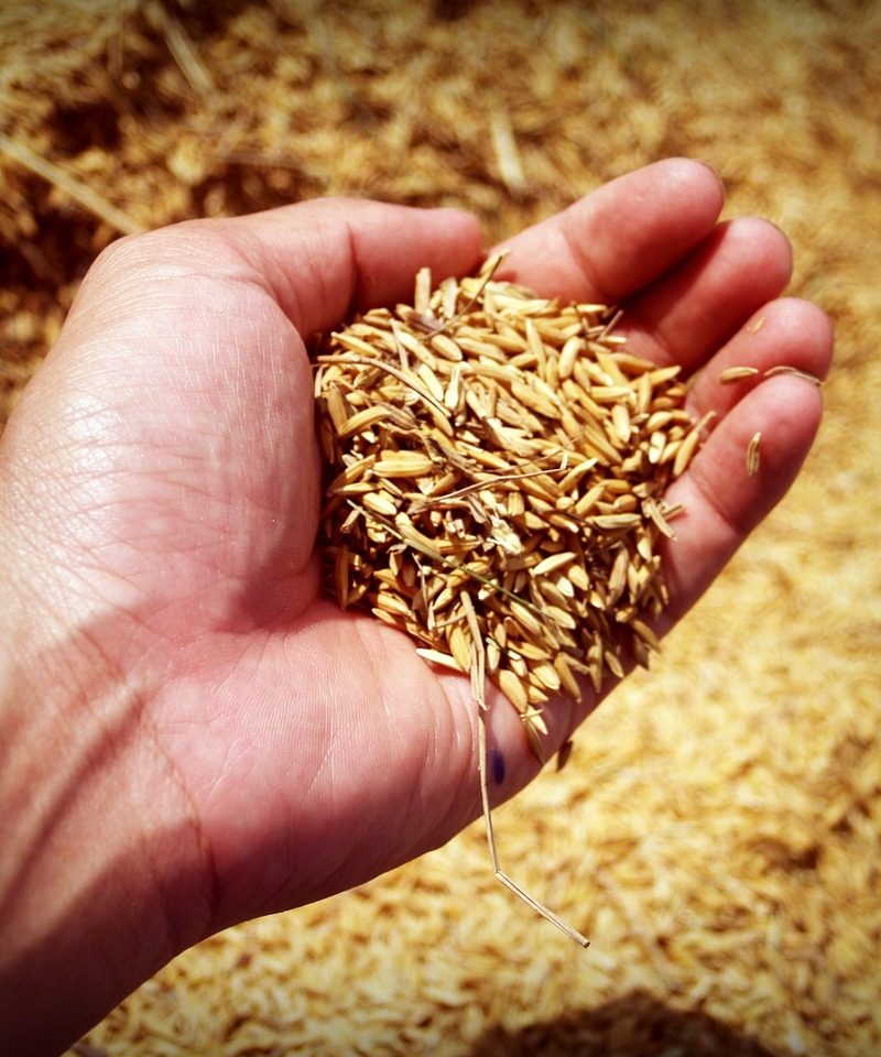 Chcąc hodować dorodne rośliny, musimy umożliwić im odpowiednie warunki.